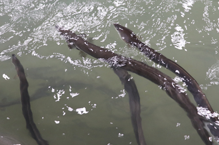 Japanese eel swimming in a water tank